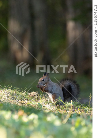 A single Hokkaido squirrel A single Hokkaido squirrel 119674712