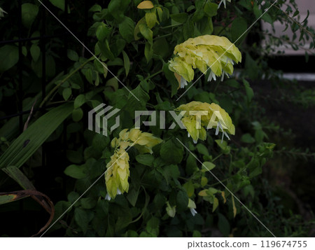 Cream-colored Koebiso (yellow flower of Yellow Queen) blooming in the shade Cream-colored Koebiso (yellow flower of Yellow Queen) blooming in the shade 119674755