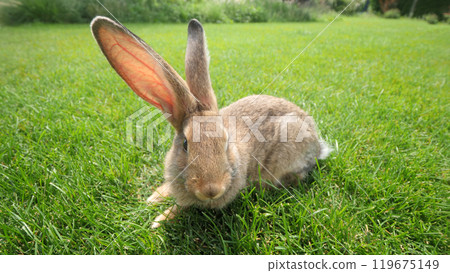 A curious rabbit sits on a green lawn, basking in the sunlight on a calm day. A curious rabbit sits on a green lawn, basking in the sunlight on a calm day. 119675149