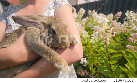 A rabbit is gently held in a person's arms, surrounded by blooming flowers in a sunny garden. 119675168