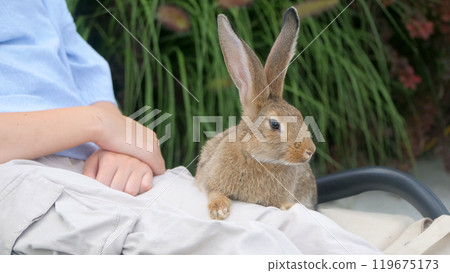 A rabbit sits on a young woman's lap as she relaxes outdoors, enjoying a calm moment together. 119675173