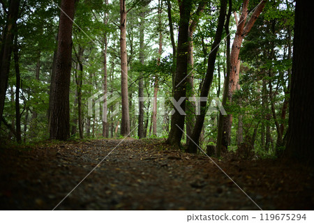 Promenade in the forest 119675294