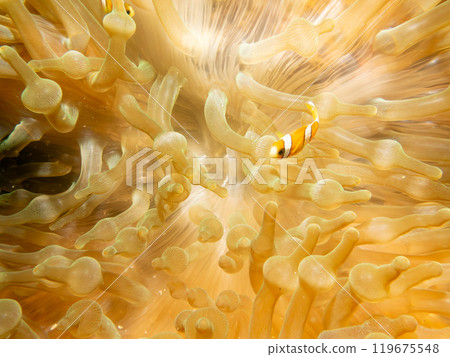 Clark's anemonefish, Amphiprion clarkii, and bubble-tip anemone, or entacmaea quadricolor Clark's anemonefish, Amphiprion clarkii, and bubble-tip anemone, or entacmaea quadricolor 119675548