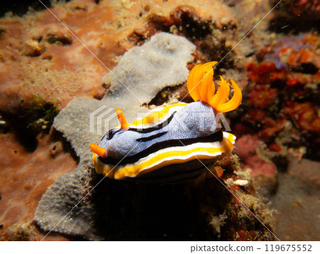 A Chromodoris annae nudibranch crawling on hard corals in Puerto Galera, Philippines 119675552