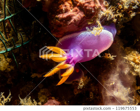 A Hypselodoris apolegma nudibranch crawling on soft corals in Puerto Galera, Philippines 119675553