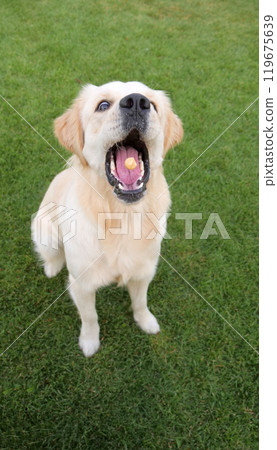 Playful Golden Retriever jumping to catch a treat in mid-air, capturing a joyful moment with a family pet in a bright outdoor setting. 119675639
