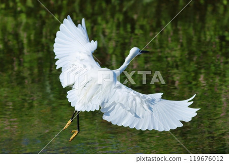 Little Egret spreading its wings and landing on the water 119676012