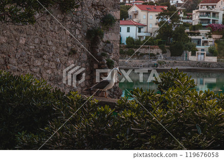 Krk Croatia 28.06.24A seagull stands thoughtfully on a wall in a park by the sea Krk Croatia 28.06.24A seagull stands thoughtfully on a wall in a park by the sea 119676058