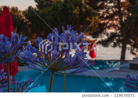 Porec Croatia 05.07.24 beautiful flower near the pool at sunset Porec Croatia 05.07.24 beautiful flower near the pool at sunset 119676071