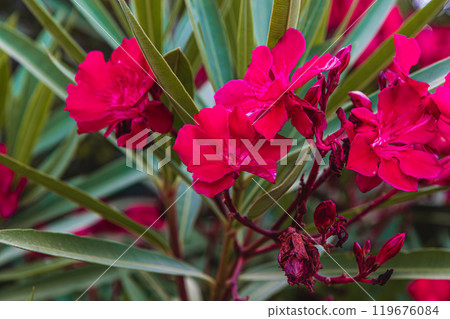 Krk Croatia 27..06.24Beautiful bright red flowers in the yard Krk Croatia 27..06.24Beautiful bright red flowers in the yard 119676084