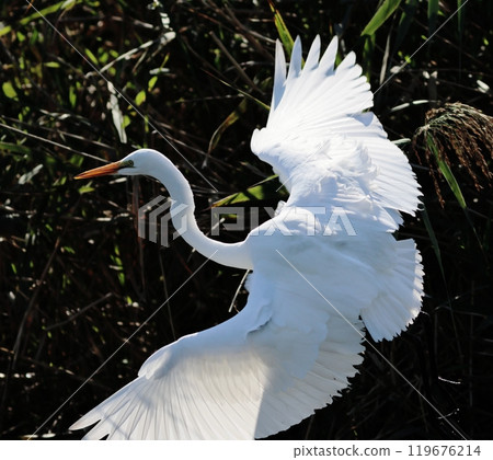 Great Egret flying with wings spread 119676214