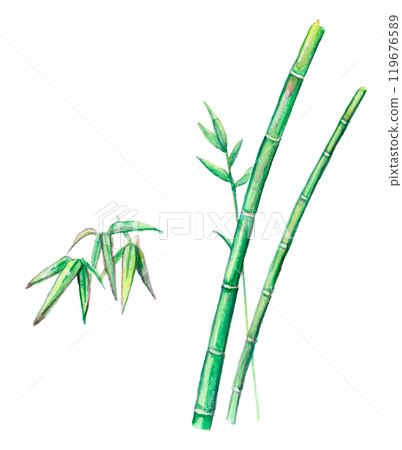 Watercolor bamboo illustration, bamboo and bamboo leaves 119676589