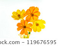 Yellow to orange four-flowered yellow cosmos standing out against a white background 119676595