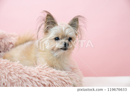 Kurikinton,一隻混種狗,與 Pinkback 躺在床上 Kurikinton,一隻混種狗,與 Pinkback 躺在床上 119676633