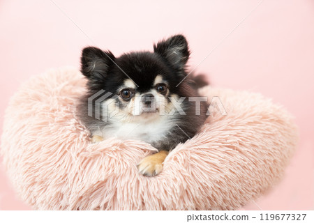 Pink bag and Chihuahua Gomame in bed 119677327