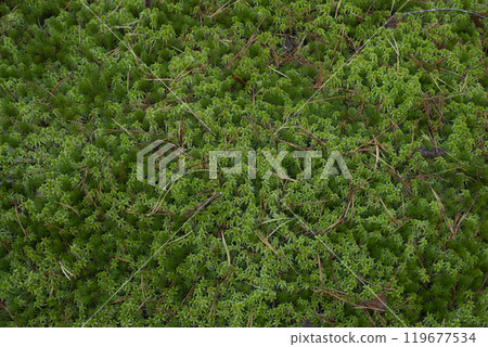 Bright green moss as a background. Nature background. Bright green moss as a background. Nature background. 119677534