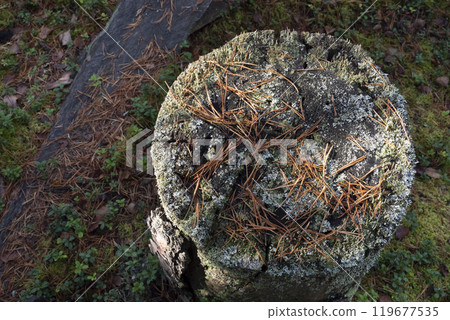 Tree stump covered with blue moss and lichen in autumn forest. Tree stump covered with blue moss and lichen in autumn forest. 119677535