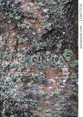 Birch tree in the autumn forest. Texture of birch bark with lichen. Birch tree in the autumn forest. Texture of birch bark with lichen. 119677538