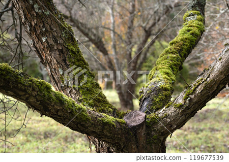 Old trees in the autumn forest. Nature background. Old trees in the autumn forest. Nature background. 119677539