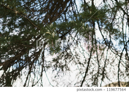 pine tree with small green cones in california pine tree with small green cones in california 119677564