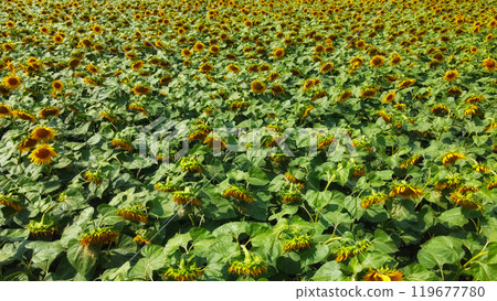 Sunflower field, top view. Sunflower plants bloom in a farmer's field. 119677780