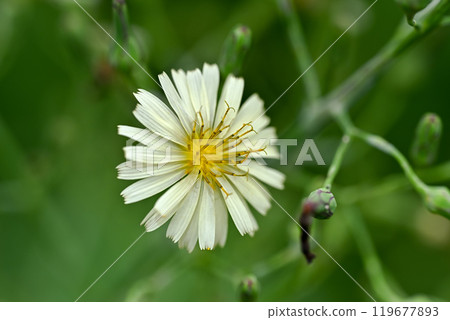 Akinonogi Akinonogi 119677893