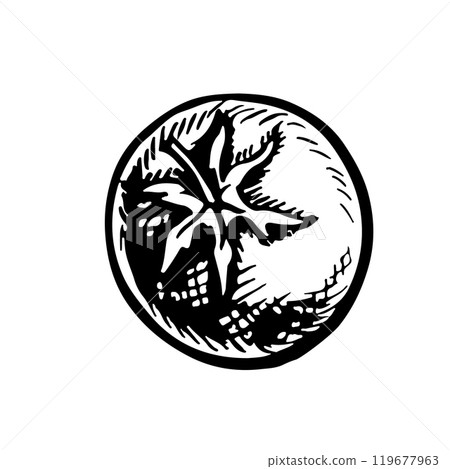 Tomato. Vector graphics with the image of a vegetable. A hand-drawn black and white hand-drawn food illustration. On a white background. For menus, posters or labels. For cooking recipes and packages. 119677963