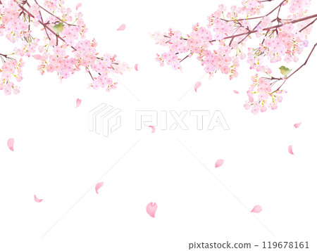Cherry tree with warbler - Beautiful light pink cherry blossoms and petals Spring watercolor white back frame background material illustration 119678161