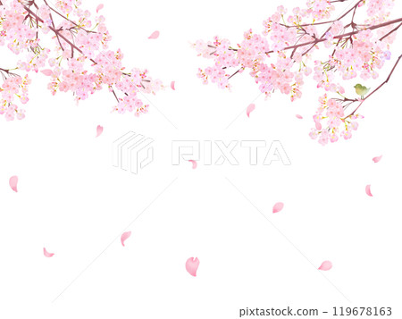 櫻桃樹與鶯-美麗的淺粉紅色櫻花和花瓣春天水彩白色背框背景材料插圖 119678163