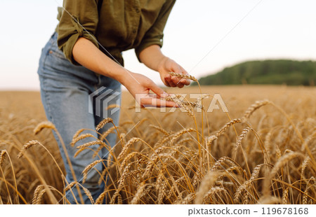 Young woman farmer walking across field and running her hand through golden ears of wheat harvest. 119678168