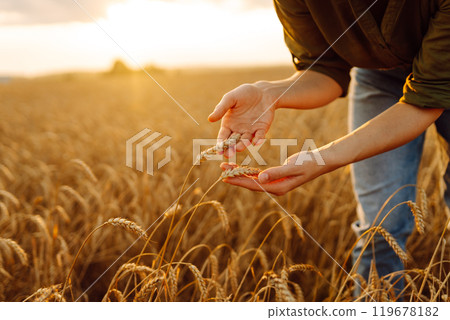 Young woman farmer walking across field and running her hand through golden ears of wheat harvest. Young woman farmer walking across field and running her hand through golden ears of wheat harvest. 119678182