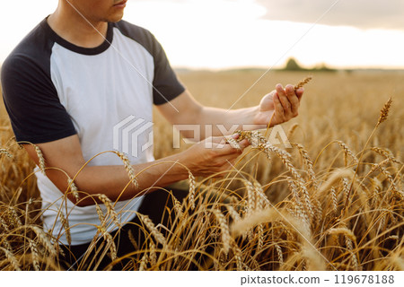 A young farmer controls the growth of his crop. Agriculture concept. Harvesting. A young farmer controls the growth of his crop. Agriculture concept. Harvesting. 119678188