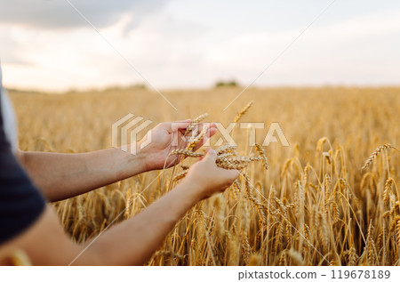 A young farmer controls the growth of his crop. Agriculture concept. Harvesting. 119678189