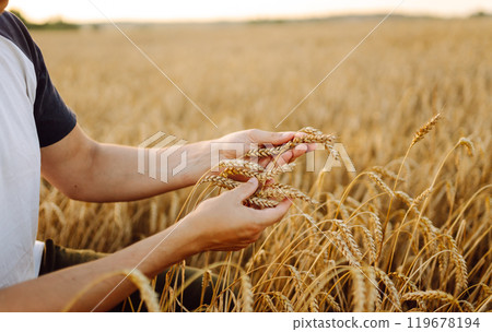 A young farmer controls the growth of his crop. Agriculture concept. Harvesting. A young farmer controls the growth of his crop. Agriculture concept. Harvesting. 119678194