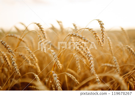 Golden wheat field. Growth nature harvest. Agriculture farm. 119678267