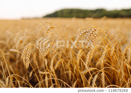 Golden wheat field. Growth nature harvest. Agriculture farm. Golden wheat field. Growth nature harvest. Agriculture farm. 119678268