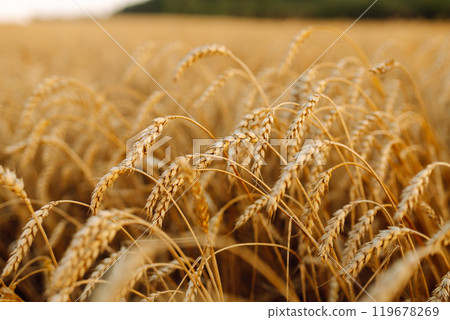 Golden wheat field. Growth nature harvest. Agriculture farm. 119678269