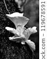 Close-up of wild mushrooms growing on a tree trunk in grayscale 119678591