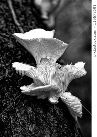 Close-up of wild mushrooms growing on a tree trunk in grayscale Close-up of wild mushrooms growing on a tree trunk in grayscale 119678591