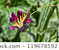 Vibrant butterfly perched on a vivid purple flower in lush garden 119678592