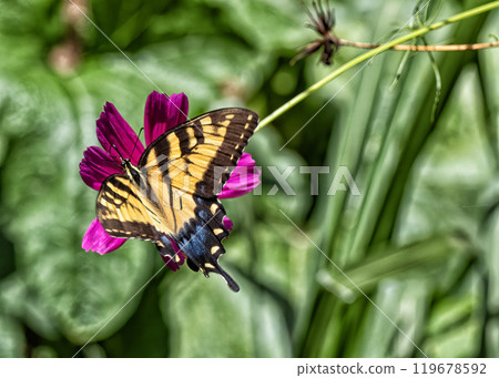 Vibrant butterfly perched on a vivid purple flower in lush garden 119678592