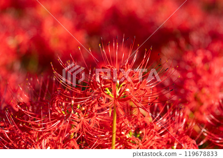 [Autumn] Clusters of red spider lilies [Hoshitani, Katsuura-cho, Katsuura-gun, Tokushima Prefecture] 119678833