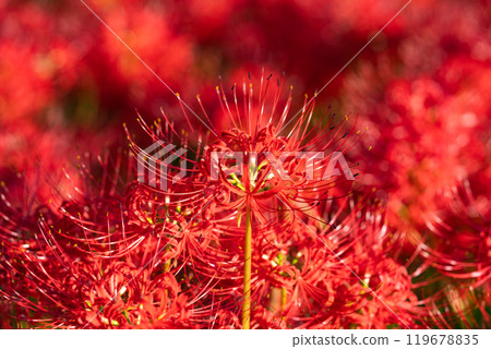 [秋天]簇生的蜘蛛百合[德島縣勝浦郡勝浦町星谷] 119678835