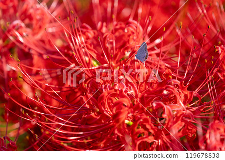 [Autumn] Clusters of red spider lilies [Hoshitani, Katsuura-cho, Katsuura-gun, Tokushima Prefecture] 119678838