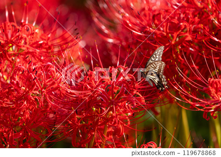 [秋季]紅蜘蛛百合與燕尾蝶[德島縣勝浦郡勝浦町星谷] 119678868