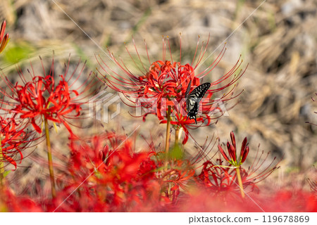 [Autumn] Red spider lilies and swallowtail butterflies [Hoshitani, Katsuura-cho, Katsuura-gun, Tokushima Prefecture] 119678869