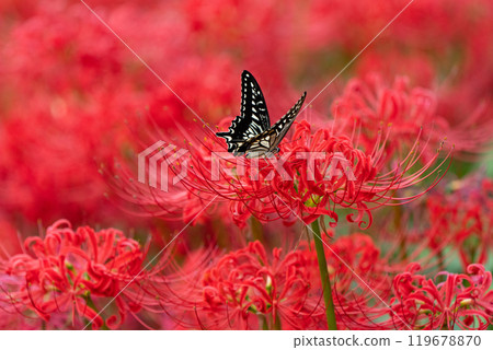 [Autumn] Red spider lilies and swallowtail butterflies [Hoshitani, Katsuura-cho, Katsuura-gun, Tokushima Prefecture] 119678870