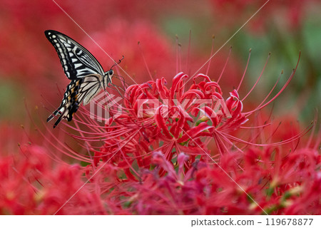 [Autumn] Red spider lilies and swallowtail butterflies [Hoshitani, Katsuura-cho, Katsuura-gun, Tokushima Prefecture] 119678877
