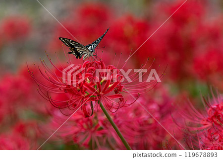 [Autumn] Red spider lilies and swallowtail butterflies [Hoshitani, Katsuura-cho, Katsuura-gun, Tokushima Prefecture] 119678893