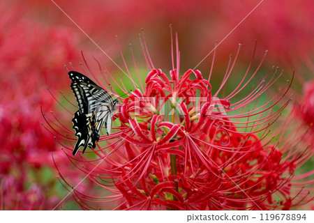 [Autumn] Red spider lilies and swallowtail butterflies [Hoshitani, Katsuura-cho, Katsuura-gun, Tokushima Prefecture] 119678894